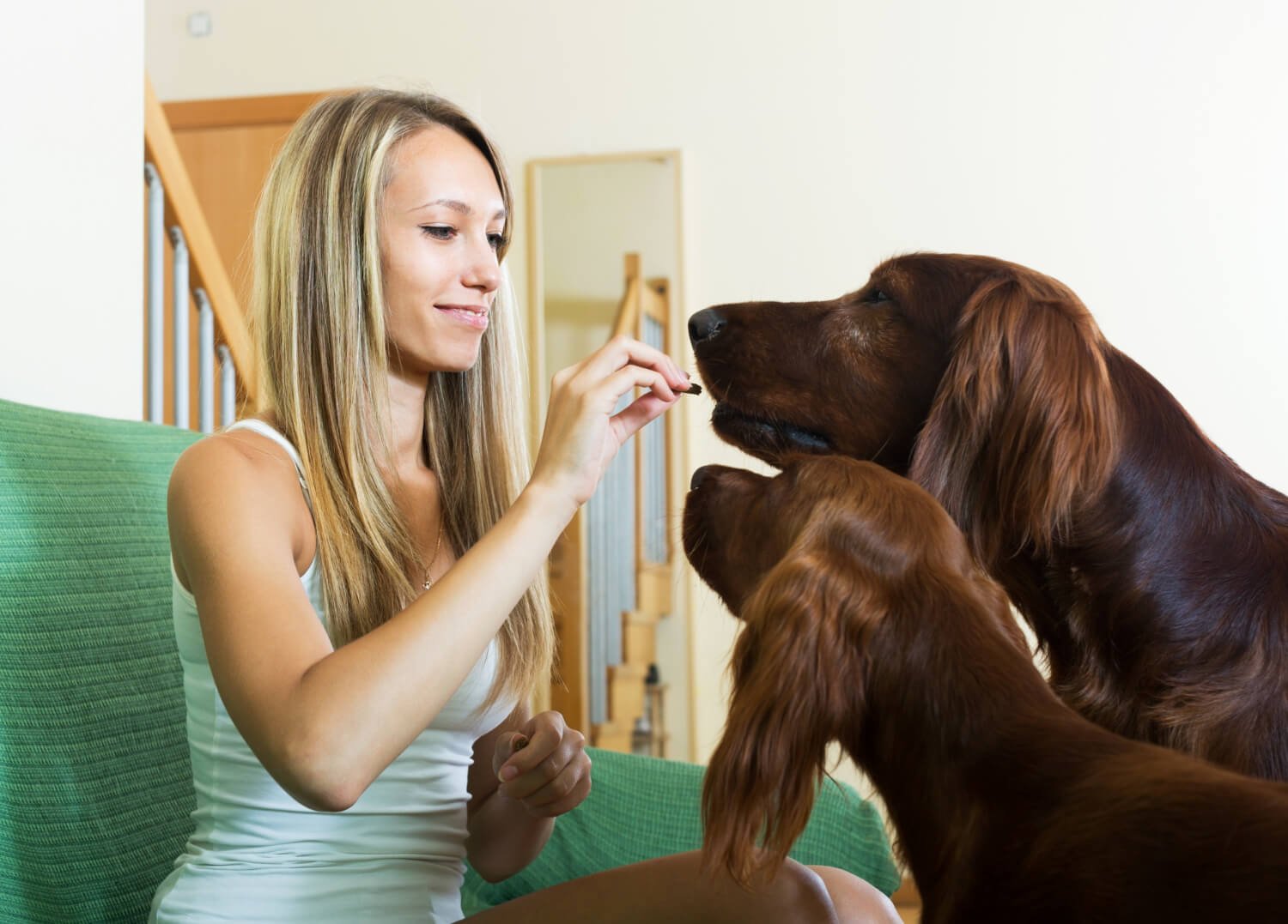 Reduce your dogs Pain and anxiety